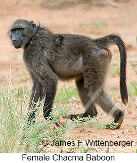 Chacma Baboon - © James F Wittenberger and Exotic Birding LLC