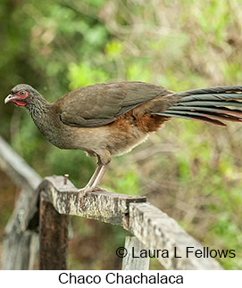 Chaco Chachalaca - © Laura L Fellows and Exotic Birding LLC