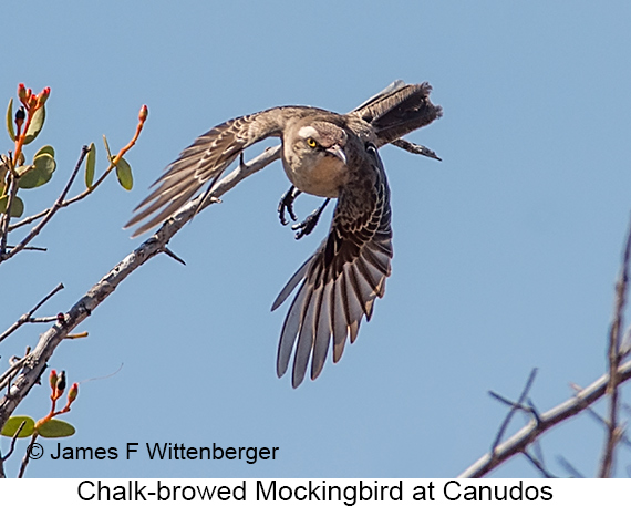Chalk-browed Mockingbird - © James F Wittenberger and Exotic Birding LLC