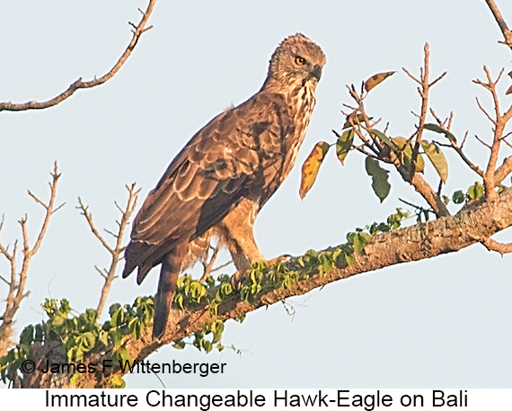 Changeable Hawk-Eagle - © James F Wittenberger and Exotic Birding LLC