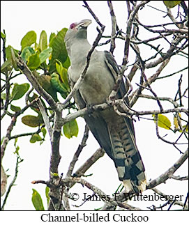 Channel-billed Cuckoo - © James F Wittenberger and Exotic Birding LLC