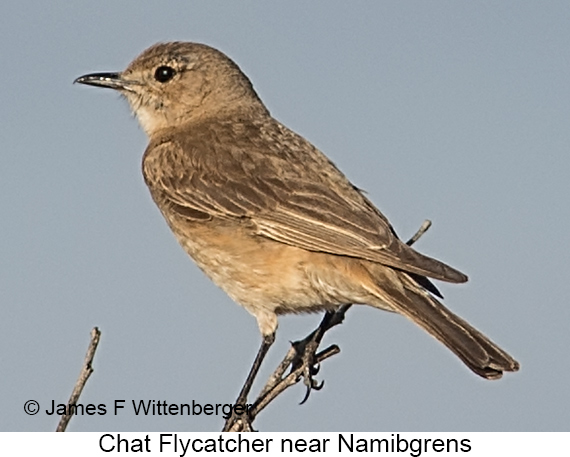 Chat Flycatcher - © James F Wittenberger and Exotic Birding LLC