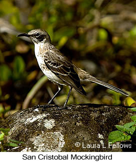 San Cristobal Mockingbird - © Laura L Fellows and Exotic Birding LLC