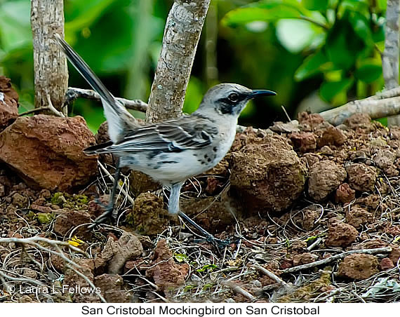 San Cristobal Mockingbird - © James F Wittenberger and Exotic Birding LLC