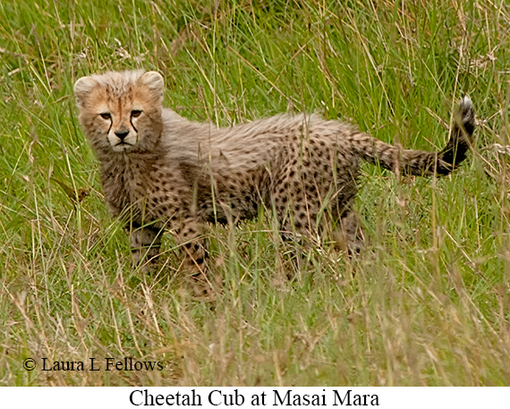 Cheetah - © Laura L Fellows and Exotic Birding LLC