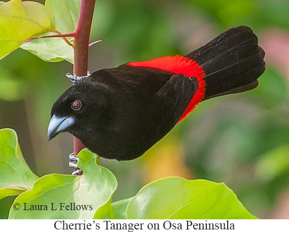 Cherrie's Tanager - © Laura L Fellows and Exotic Birding LLC