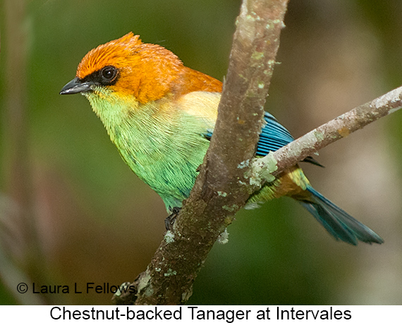 Chestnut-backed Tanager - © Laura L Fellows and Exotic Birding LLC