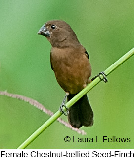 Chestnut-bellied Seed-Finch - © Laura L Fellows and Exotic Birding LLC