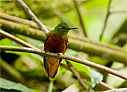 Chestnut-breasted Coronet - &copy; Laura L Fellows and Exotic Birding Tours
