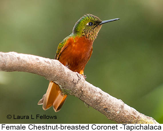 Chestnut-breasted Coronet - © James F Wittenberger and Exotic Birding LLC