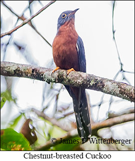 Chestnut-breasted Cuckoo - © James F Wittenberger and Exotic Birding LLC