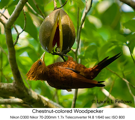 Chestnut-colored Woodpecker - © Laura L Fellows and Exotic Birding Tours