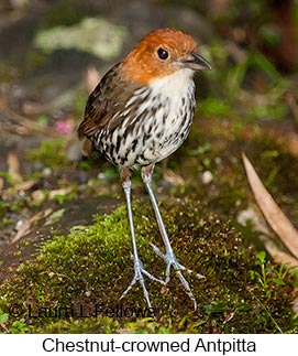 Chestnut-crowned Antpitta - &copy; Laura L Fellows and Exotic Birding Tours