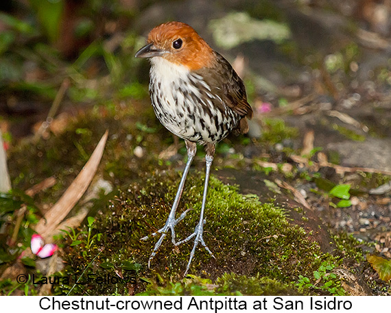 Chestnut-crowned Antpitta - © Laura L Fellows and Exotic Birding LLC