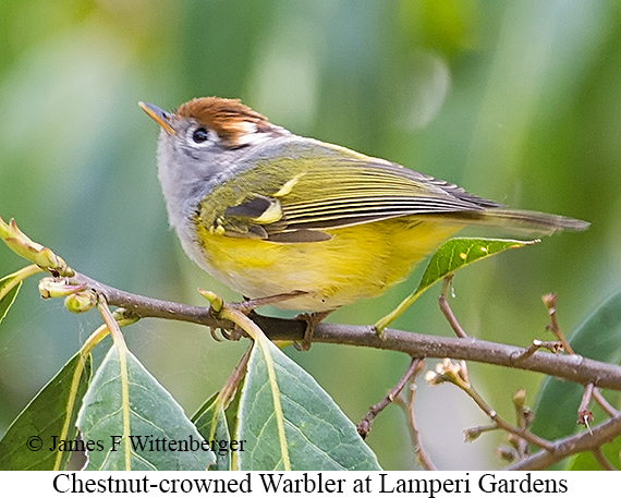 Chestnut-crowned Warbler - © James F Wittenberger and Exotic Birding LLC
