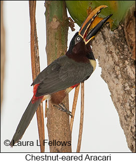 Chestnut-eared Aracari - © Laura L Fellows and Exotic Birding LLC