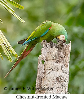 Chestnut-fronted Macaw - © James F Wittenberger and Exotic Birding LLC