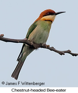 Chestnut-headed Bee-eater - © James F Wittenberger and Exotic Birding LLC