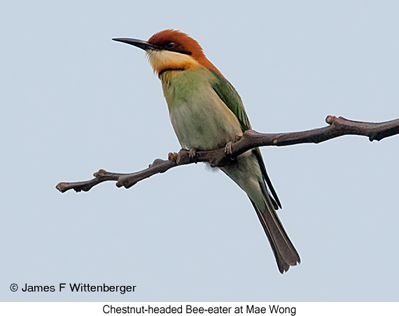 Chestnut-headed Bee-eater - © James F Wittenberger and Exotic Birding LLC