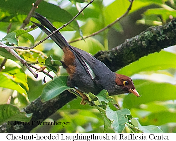 Chestnut-hooded Laughingthrush - © James F Wittenberger and Exotic Birding LLC