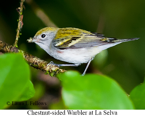 Chestnut-sided Warbler - © James F Wittenberger and Exotic Birding LLC