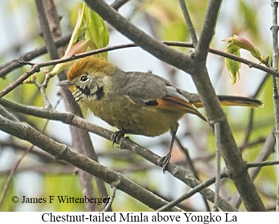 Chestnut-tailed Minla - © James F Wittenberger and Exotic Birding LLC