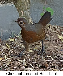 Chestnut-throated Huet-huet - © James F Wittenberger and Exotic Birding LLC