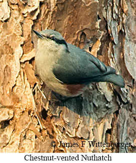 Chestnut-vented Nuthatch - © James F Wittenberger and Exotic Birding LLC