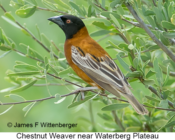 Chestnut Weaver - © James F Wittenberger and Exotic Birding LLC