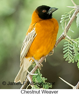 Chestnut Weaver - © James F Wittenberger and Exotic Birding LLC