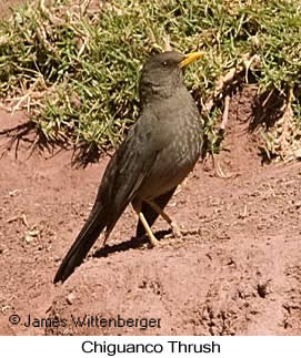 Chiguanco Thrush - © James F Wittenberger and Exotic Birding LLC