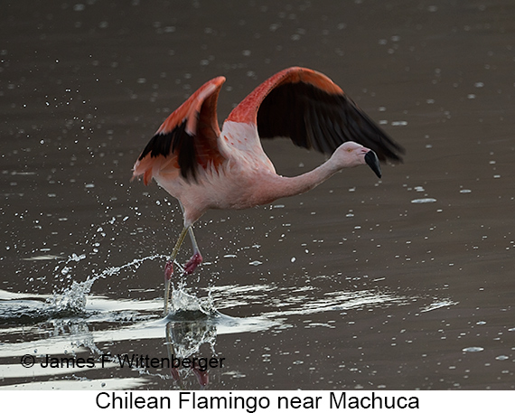 Chilean Flamingo - © James F Wittenberger and Exotic Birding LLC