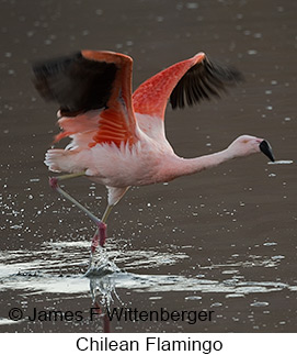 Chilean Flamingo - © James F Wittenberger and Exotic Birding LLC