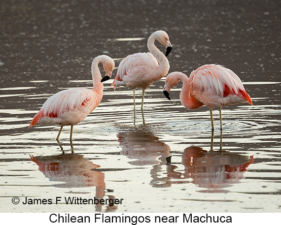 Chilean Flamingo - © James F Wittenberger and Exotic Birding LLC