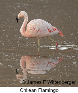 Chilean Flamingo - © James F Wittenberger and Exotic Birding LLC