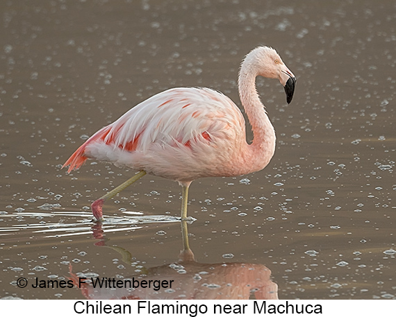 Chilean Flamingo - © James F Wittenberger and Exotic Birding LLC