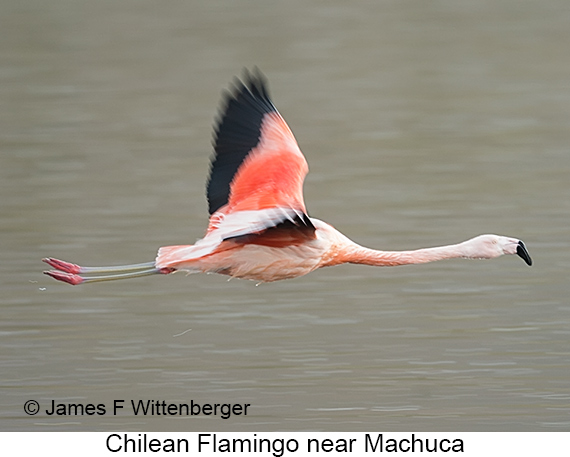 Chilean Flamingo - © James F Wittenberger and Exotic Birding LLC