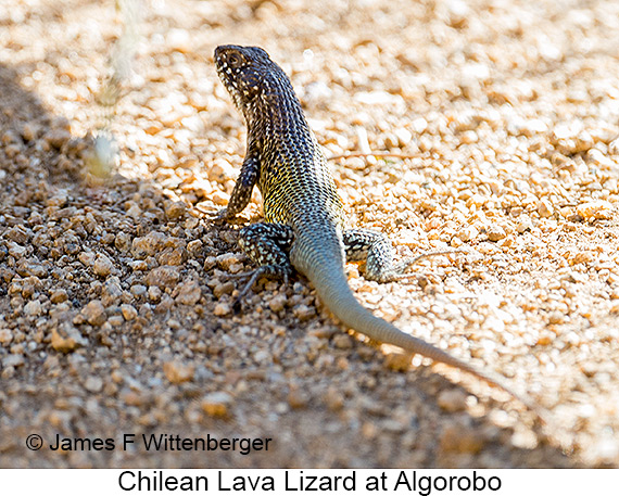 Chilean Lava Lizard - © James F Wittenberger and Exotic Birding LLC