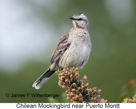 Chilean Mockingbird - © James F Wittenberger and Exotic Birding LLC