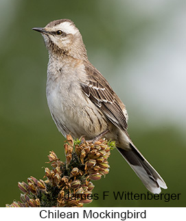 Chilean Mockingbird - © James F Wittenberger and Exotic Birding LLC