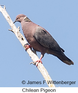 Chilean Pigeon - © James F Wittenberger and Exotic Birding LLC