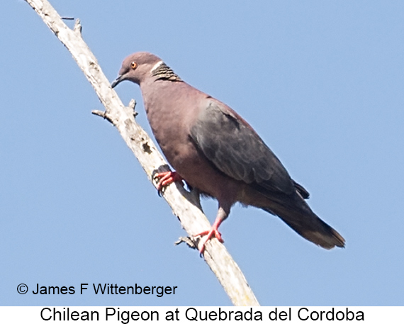 Chilean Pigeon - © James F Wittenberger and Exotic Birding LLC