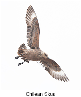 Chilean Skua  - Courtesy Argentina Wildlife Expeditions