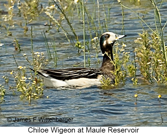 Chiloe Wigeon - © James F Wittenberger and Exotic Birding LLC