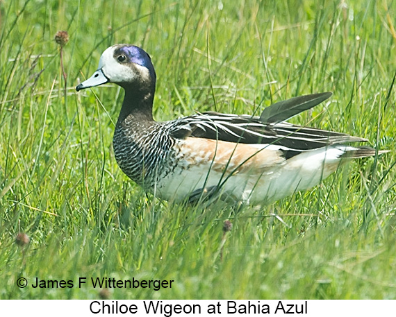 Chiloe Wigeon - © James F Wittenberger and Exotic Birding LLC