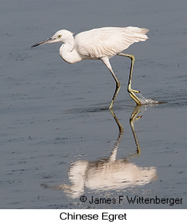 Chinese Egret - © James F Wittenberger and Exotic Birding LLC