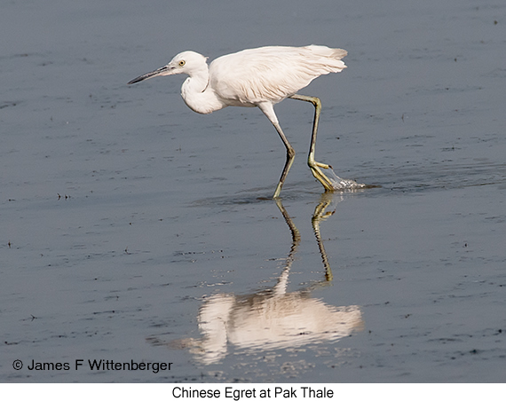 Chinese Egret - © James F Wittenberger and Exotic Birding LLC