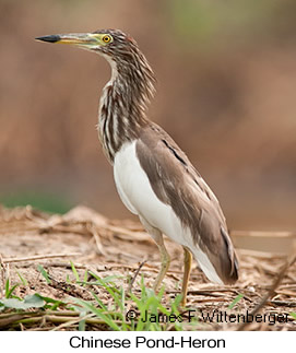 Chinese Pond-Heron - © James F Wittenberger and Exotic Birding LLC