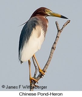 Chinese Pond-Heron - © James F Wittenberger and Exotic Birding LLC