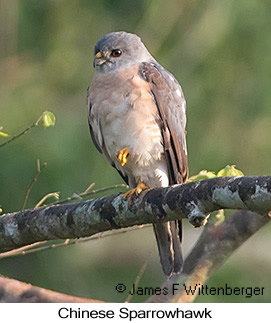 Chinese Sparrowhawk - © James F Wittenberger and Exotic Birding LLC